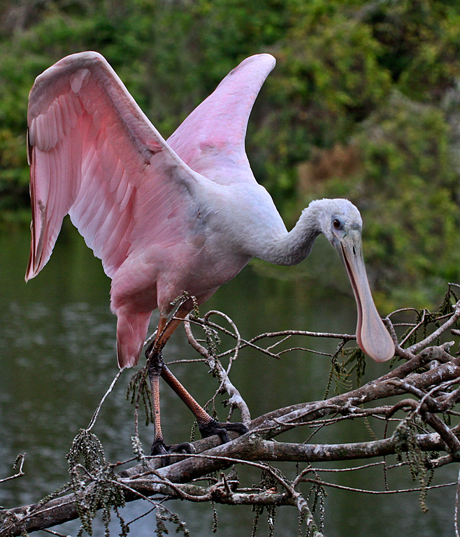Orlando 2012 3527 (Spoonbill Flapping Wings)   P O'Malley